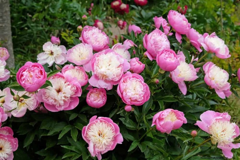 21 Expert‑Recommended Perennials for Year‑Round Garden Color