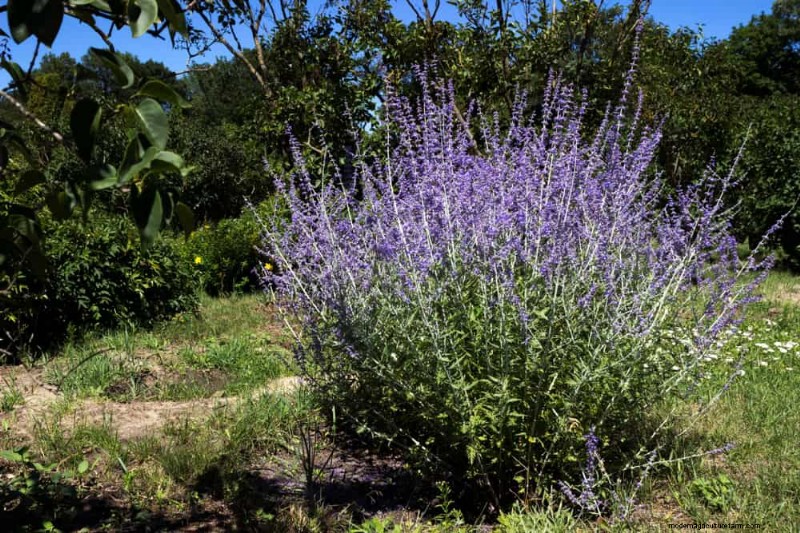 21 Expert‑Recommended Perennials for Year‑Round Garden Color