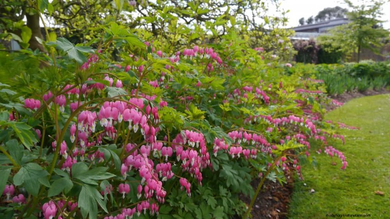 21 Expert‑Recommended Perennials for Year‑Round Garden Color