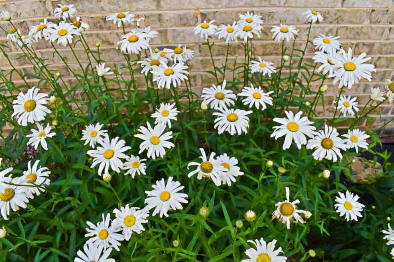 21 Expert‑Recommended Perennials for Year‑Round Garden Color