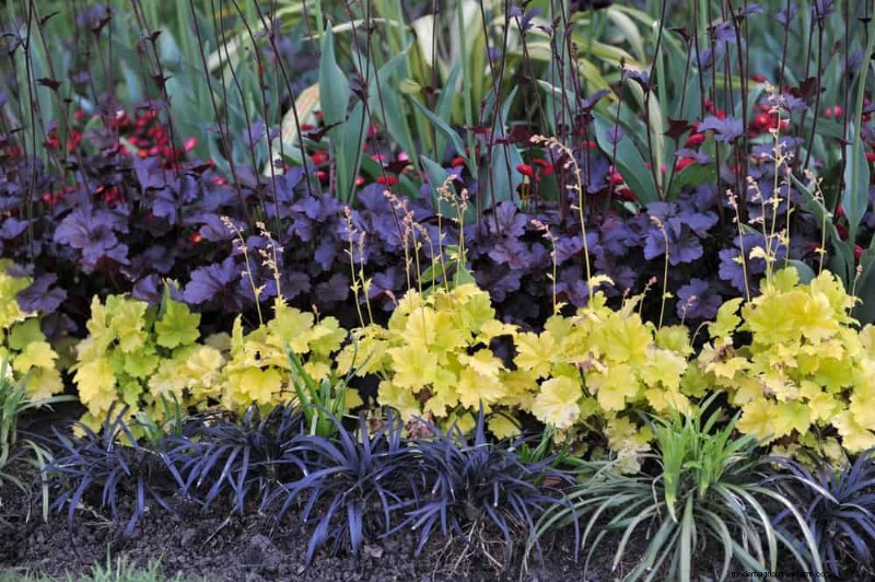 21 Expert‑Recommended Perennials for Year‑Round Garden Color