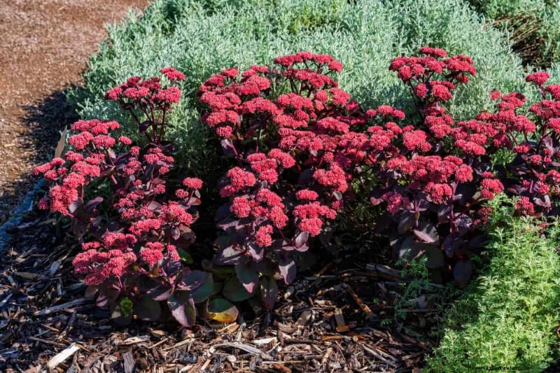 21 Expert‑Recommended Perennials for Year‑Round Garden Color