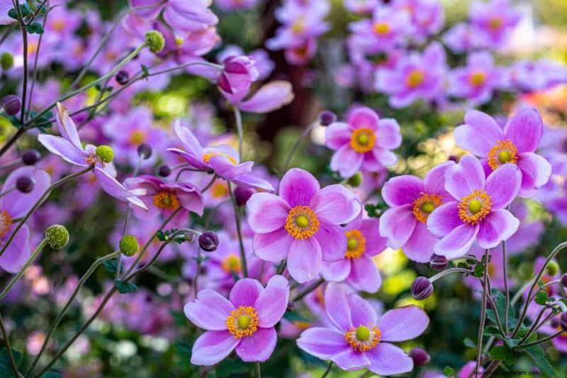 21 Expert‑Recommended Perennials for Year‑Round Garden Color