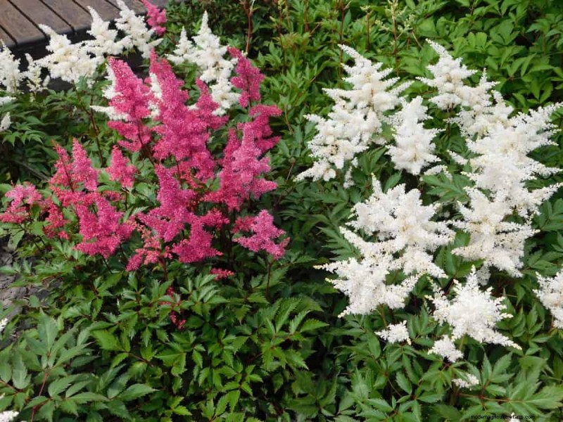 21 Expert‑Recommended Perennials for Year‑Round Garden Color