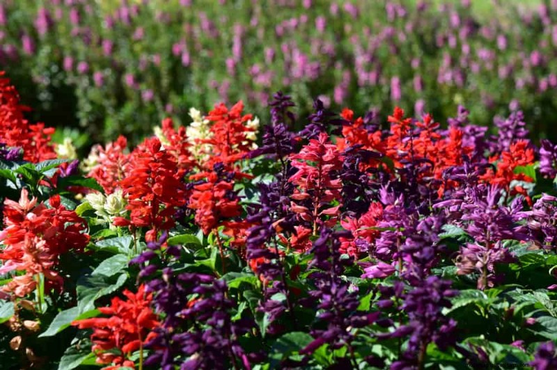 21 Expert‑Recommended Perennials for Year‑Round Garden Color