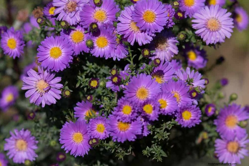 21 Expert‑Recommended Perennials for Year‑Round Garden Color