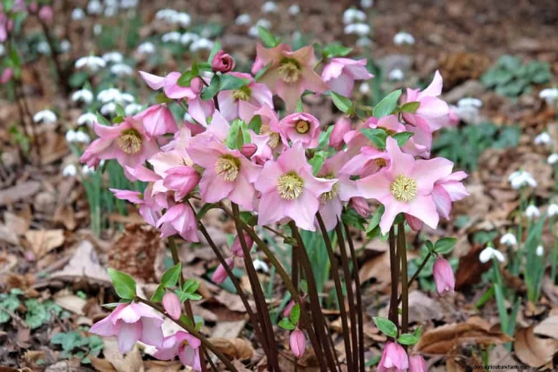 21 Expert‑Recommended Perennials for Year‑Round Garden Color