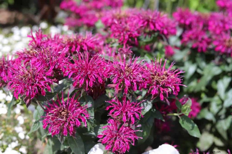 21 Expert‑Recommended Perennials for Year‑Round Garden Color