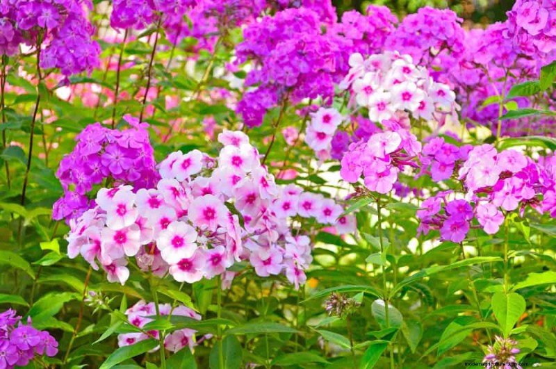 21 Expert‑Recommended Perennials for Year‑Round Garden Color