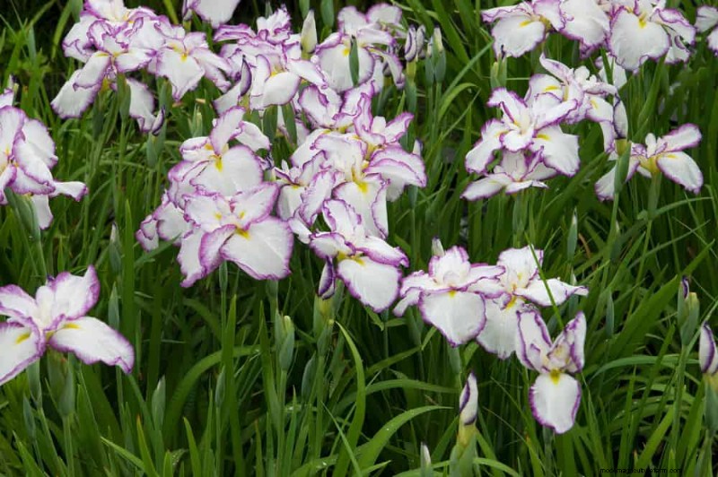 21 Expert‑Recommended Perennials for Year‑Round Garden Color