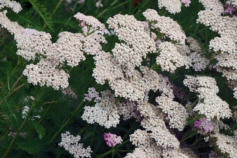 21 Expert‑Recommended Perennials for Year‑Round Garden Color