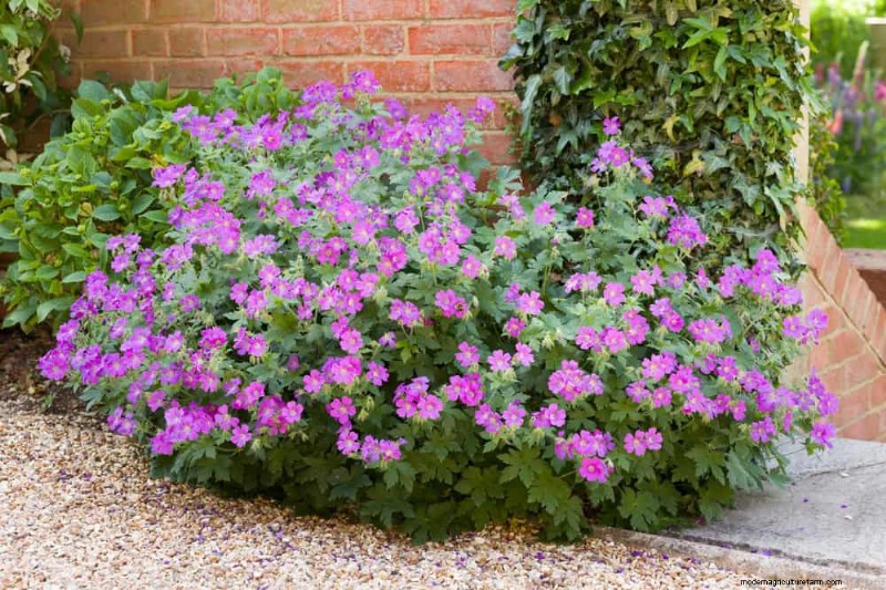 21 Expert‑Recommended Perennials for Year‑Round Garden Color