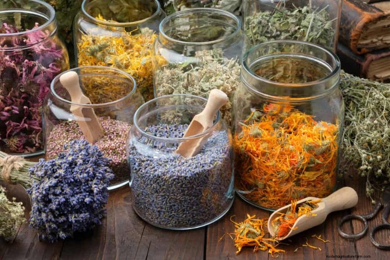 21 Expert‑Recommended Perennials for Year‑Round Garden Color