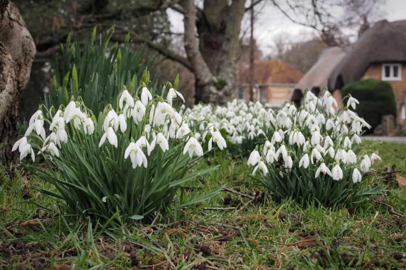 19 Stunning Perennials That Arrive First Each Spring