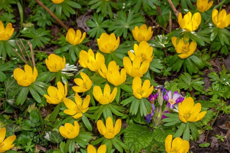 19 Stunning Perennials That Arrive First Each Spring