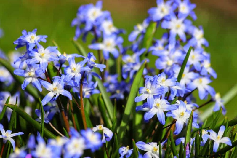 19 Stunning Perennials That Arrive First Each Spring