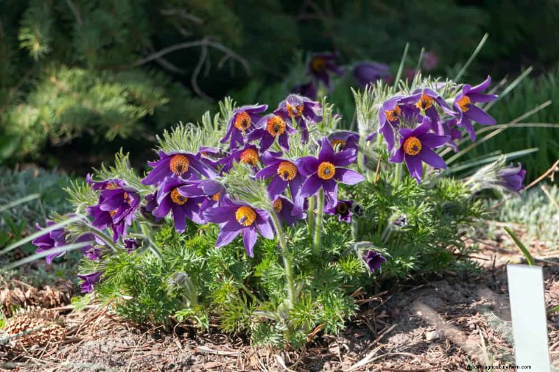 19 Stunning Perennials That Arrive First Each Spring