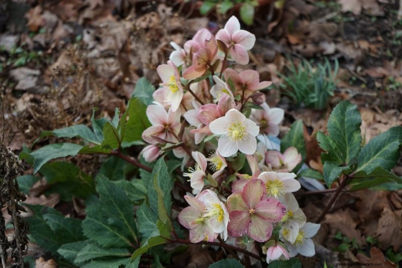 19 Stunning Perennials That Arrive First Each Spring
