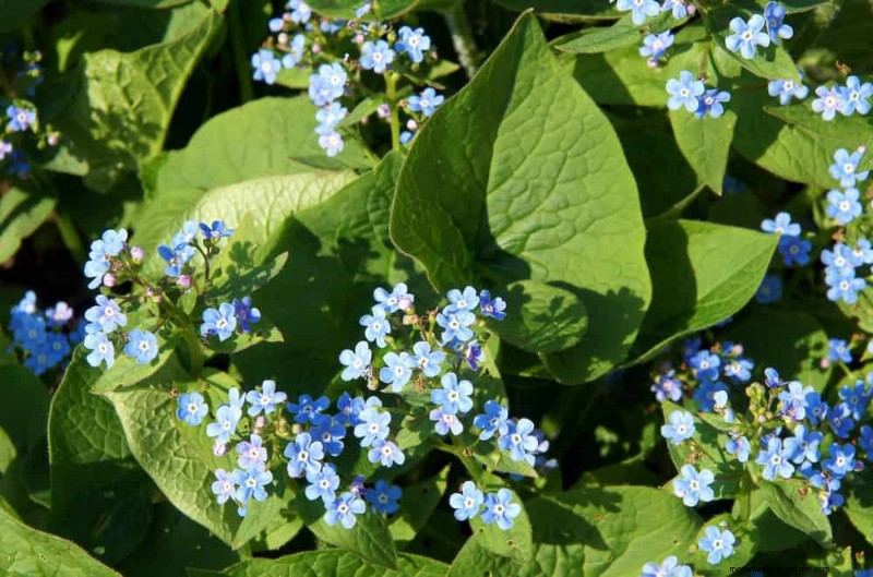 19 Stunning Perennials That Arrive First Each Spring