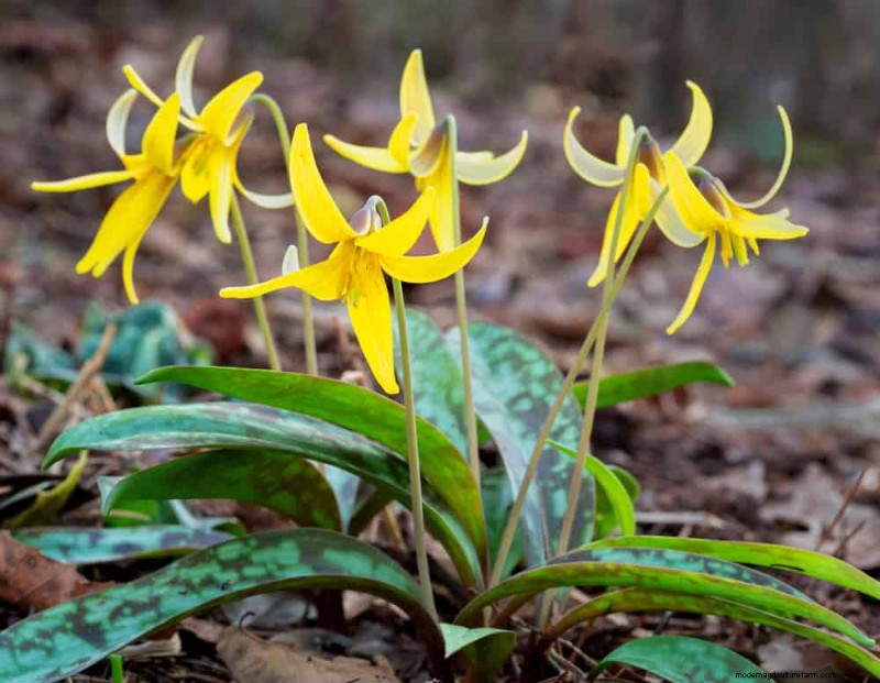 19 Stunning Perennials That Arrive First Each Spring