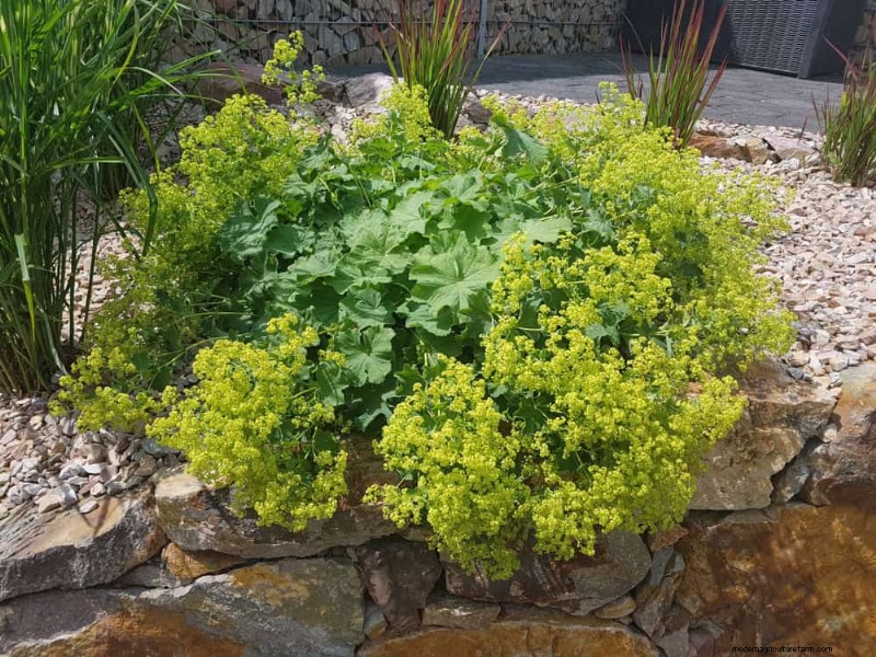 19 Stunning Perennials That Arrive First Each Spring