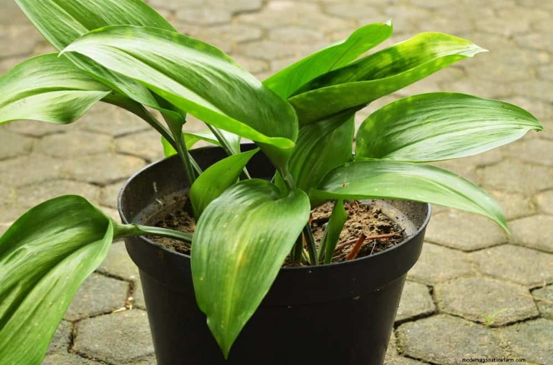 21 Low-Maintenance Houseplants That Thrive With Minimal Care