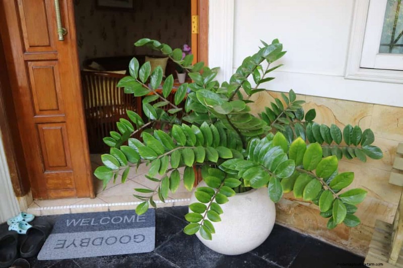 21 Low-Maintenance Houseplants That Thrive With Minimal Care