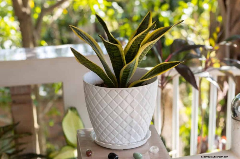 21 Low-Maintenance Houseplants That Thrive With Minimal Care