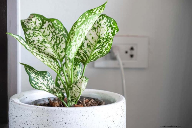 21 Low-Maintenance Houseplants That Thrive With Minimal Care