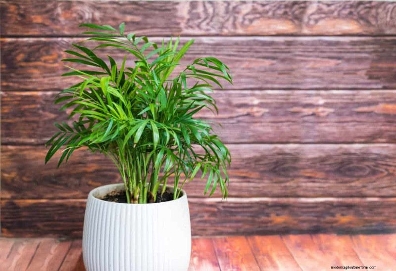21 Low-Maintenance Houseplants That Thrive With Minimal Care