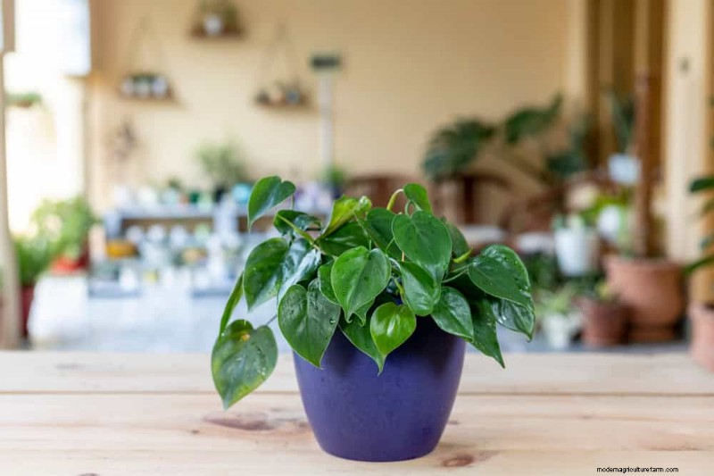 21 Low-Maintenance Houseplants That Thrive With Minimal Care