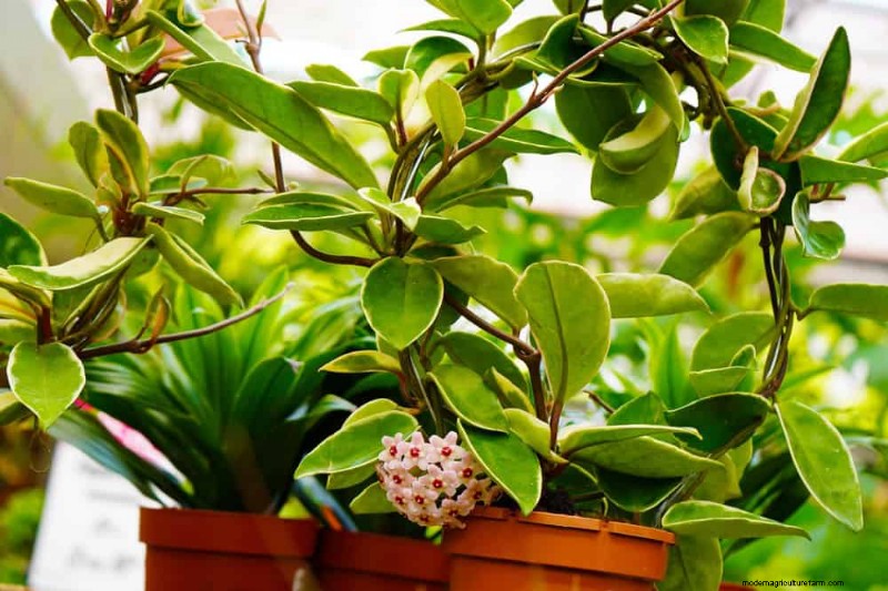21 Low-Maintenance Houseplants That Thrive With Minimal Care