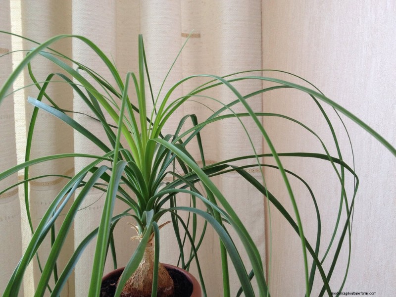 21 Low-Maintenance Houseplants That Thrive With Minimal Care