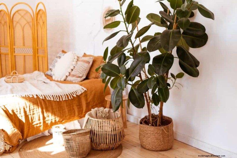 21 Low-Maintenance Houseplants That Thrive With Minimal Care