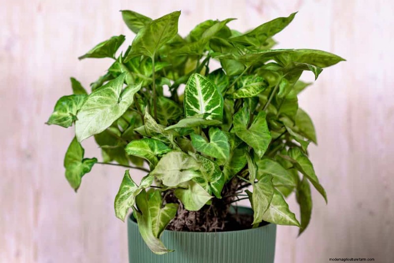 21 Low-Maintenance Houseplants That Thrive With Minimal Care