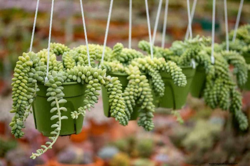 21 Low-Maintenance Houseplants That Thrive With Minimal Care