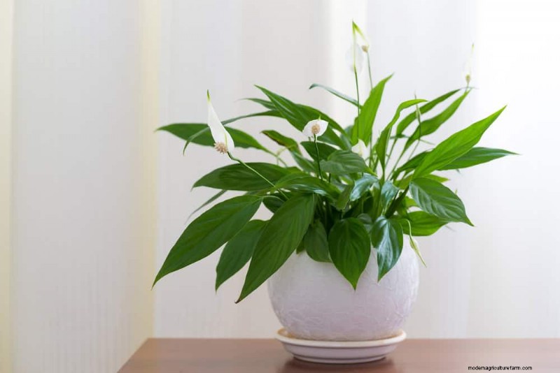 21 Low-Maintenance Houseplants That Thrive With Minimal Care