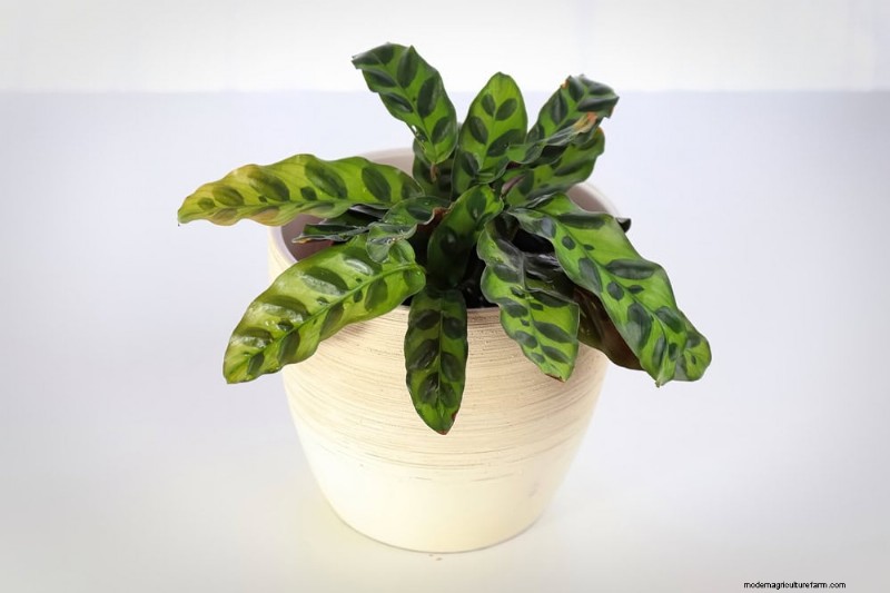 21 Low-Maintenance Houseplants That Thrive With Minimal Care