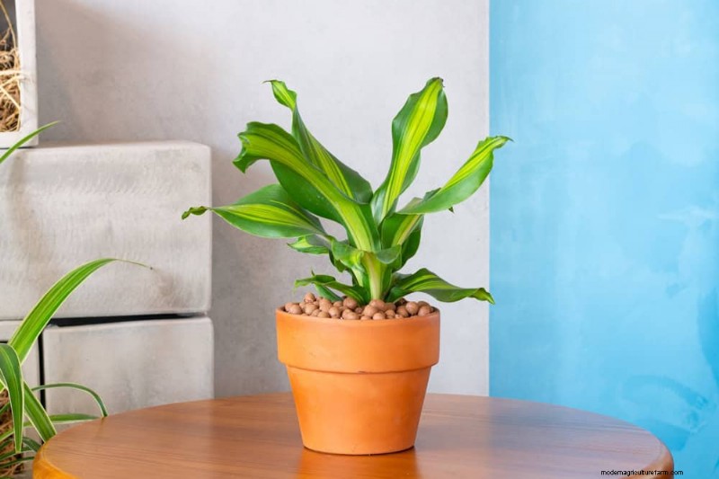 21 Low-Maintenance Houseplants That Thrive With Minimal Care