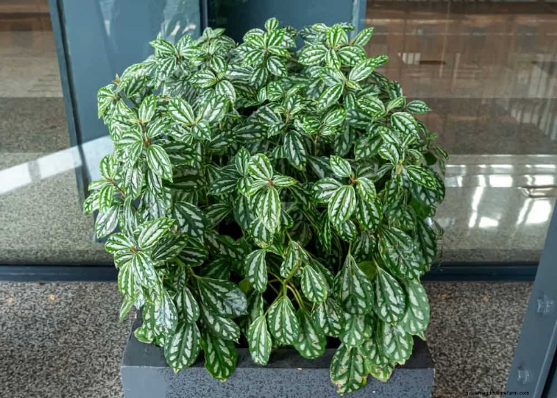 21 Low-Maintenance Houseplants That Thrive With Minimal Care