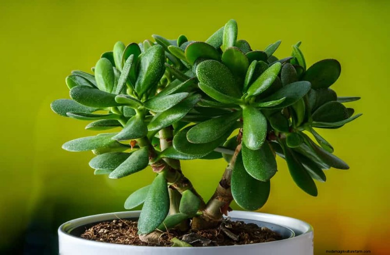 21 Low-Maintenance Houseplants That Thrive With Minimal Care