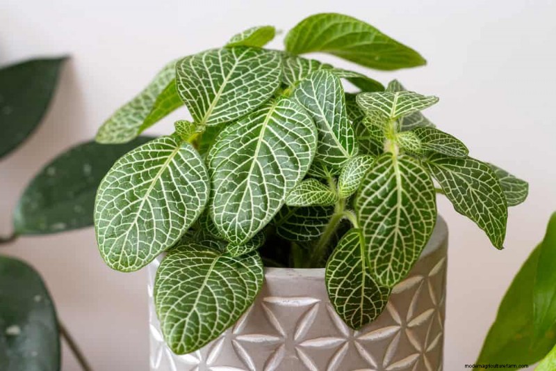21 Low-Maintenance Houseplants That Thrive With Minimal Care
