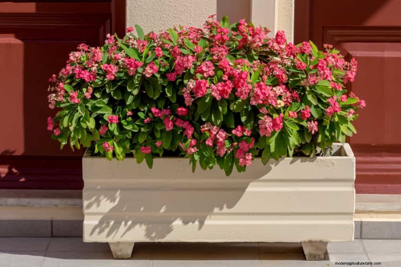 21 Low-Maintenance Houseplants That Thrive With Minimal Care