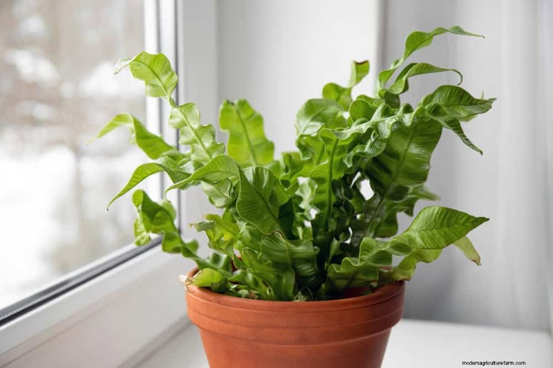 21 Low-Maintenance Houseplants That Thrive With Minimal Care