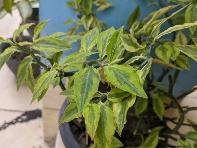 21 Low-Maintenance Houseplants That Thrive With Minimal Care