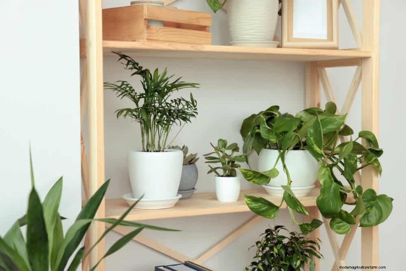 21 Low-Maintenance Houseplants That Thrive With Minimal Care