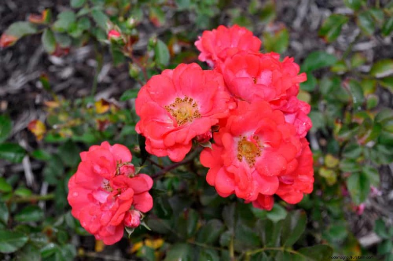 21 Incredibly Fragrant Plants to Fill Your Garden with Heavenly Scents