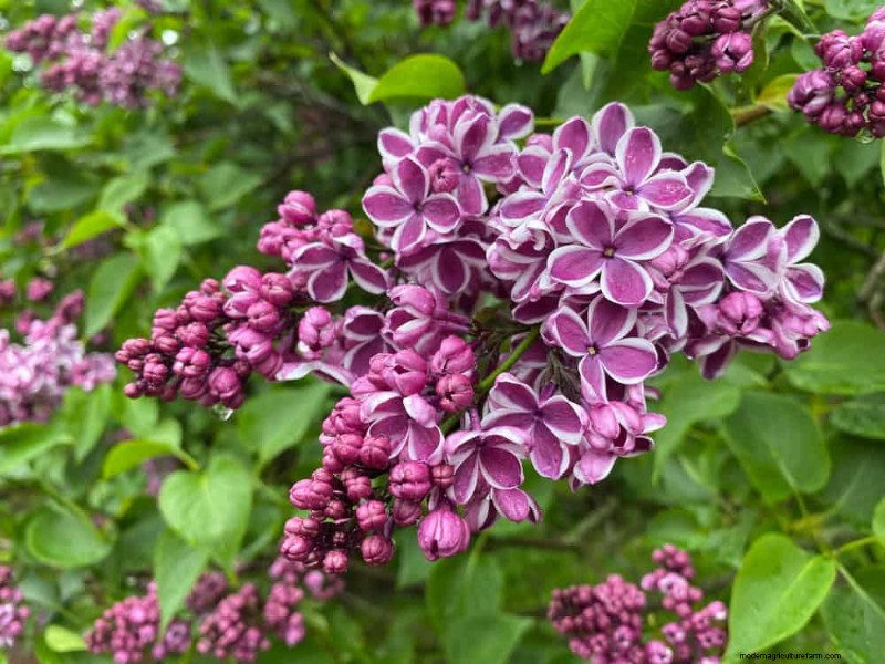 21 Incredibly Fragrant Plants to Fill Your Garden with Heavenly Scents