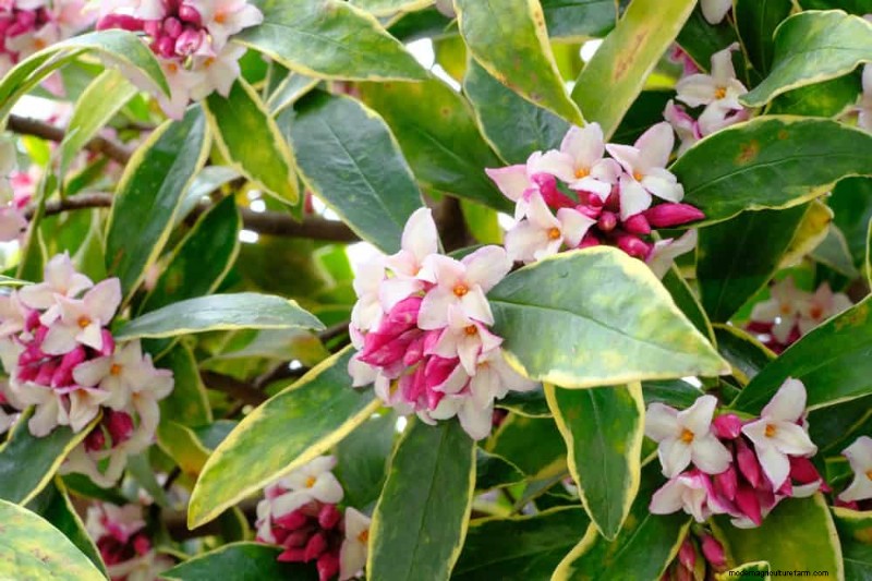 21 Incredibly Fragrant Plants to Fill Your Garden with Heavenly Scents