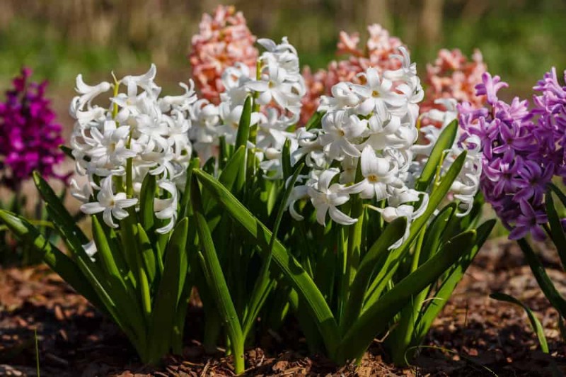 21 Incredibly Fragrant Plants to Fill Your Garden with Heavenly Scents